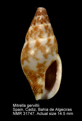 Mitrella gervillii.jpg - Mitrella gervillii(Payraudeau,1826)